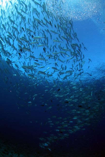 Pelagic fish school in open water near Lighthouse Point