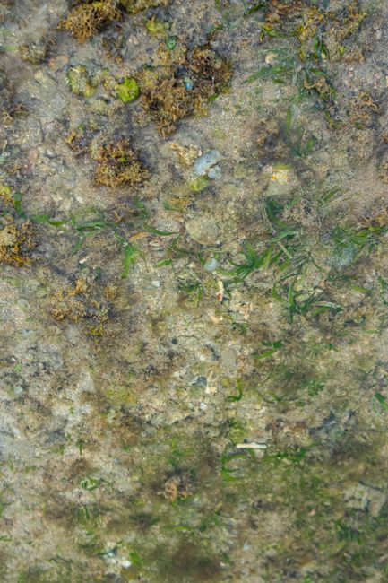 Close-up of seagrass and algae on sandy seabed off Rhodes
