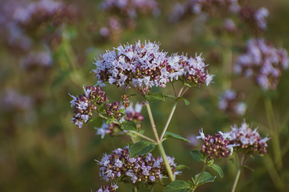 Origano selvatico in fiore