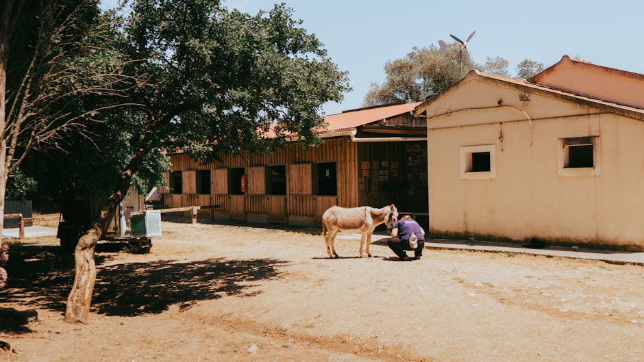 Child grooming a donkey at Corfu Donkey Rescue