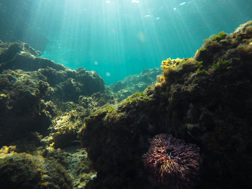 Rayons de soleil sous-marins éclairant un récif rocheux près de Mykonos