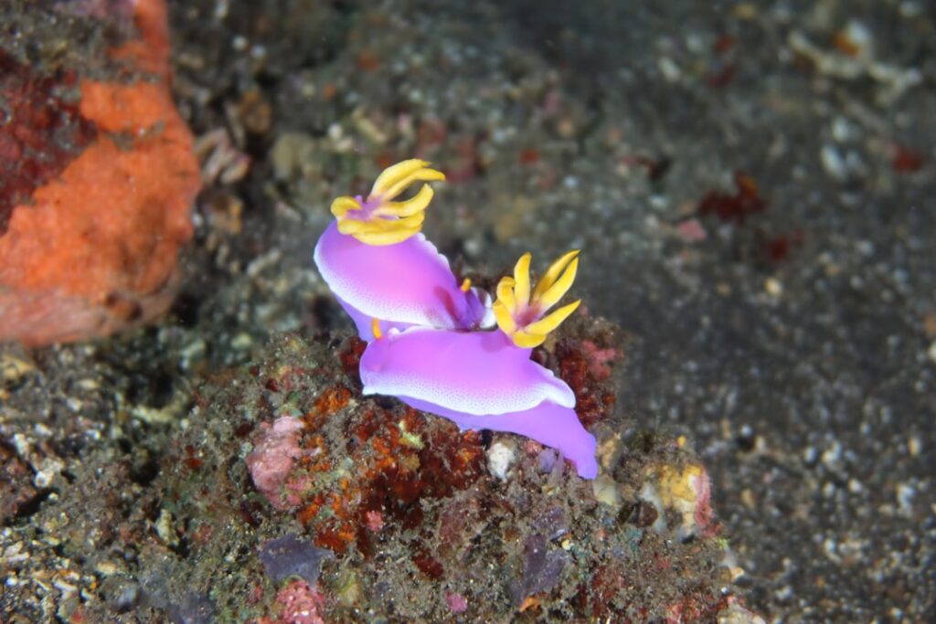 Nudibranche violet aux excroissances jaunes sur le fond sableux de Mykonos