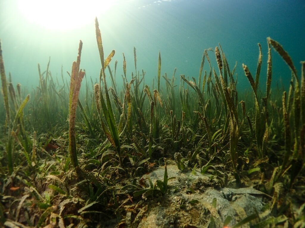 Onderwater zeegrasveld in de heldere Egeïsche Zee bij Mykonos