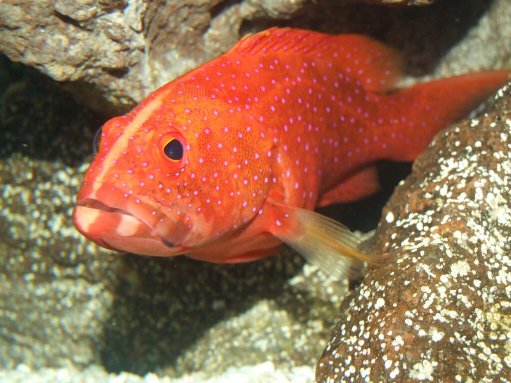 grouper verscholen in wrak bij Mykonos