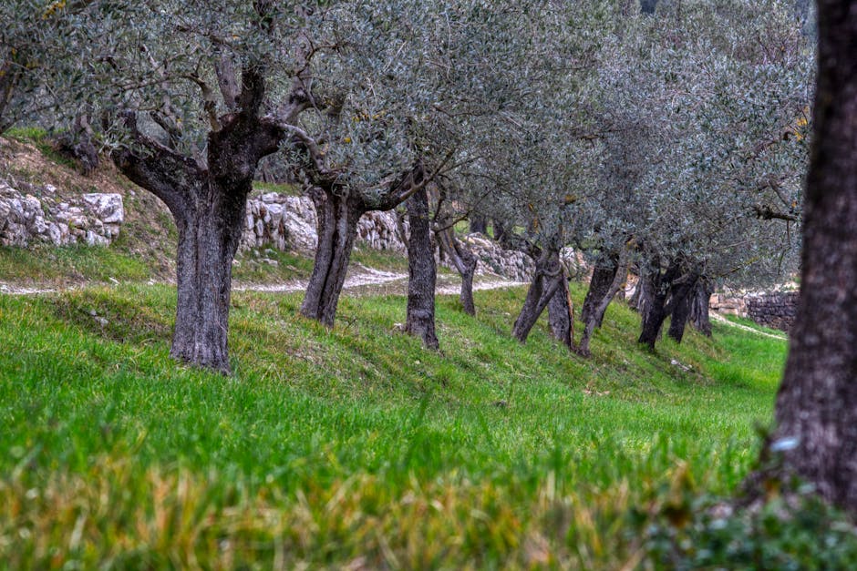 Oliveto tranquillo vicino al museo