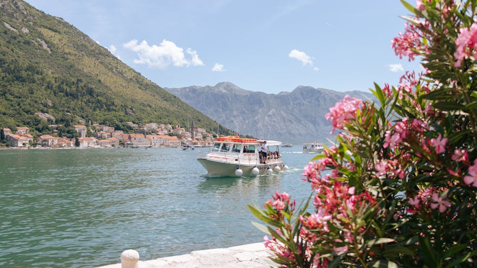 Small passenger boat approaching Kotor waterfront framed by pink flowers