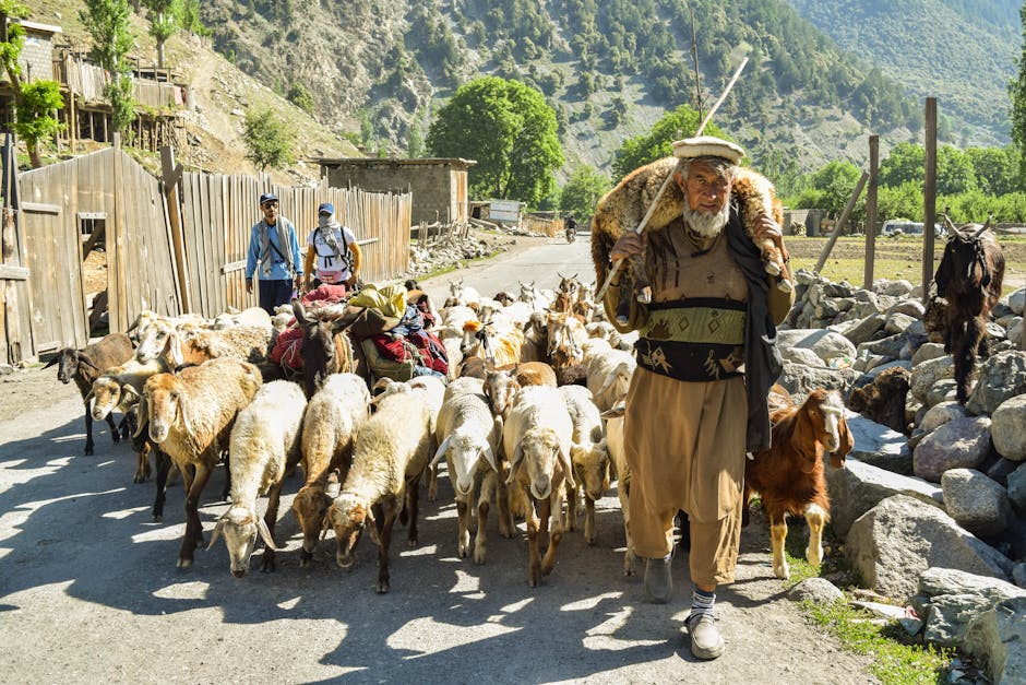 Albanian mountain shepherd flock village path
