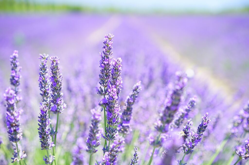 Sunset over lavender fields near Stari Grad