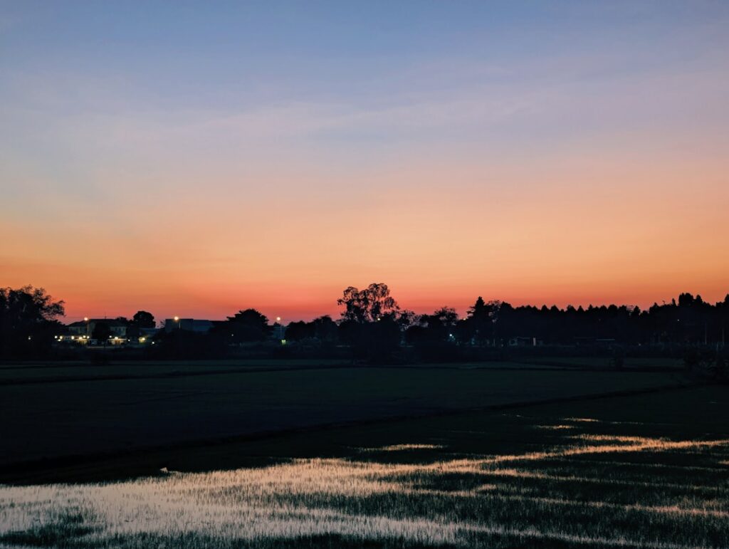 Barca al tramonto nell'Albufera tra risaie e canneti