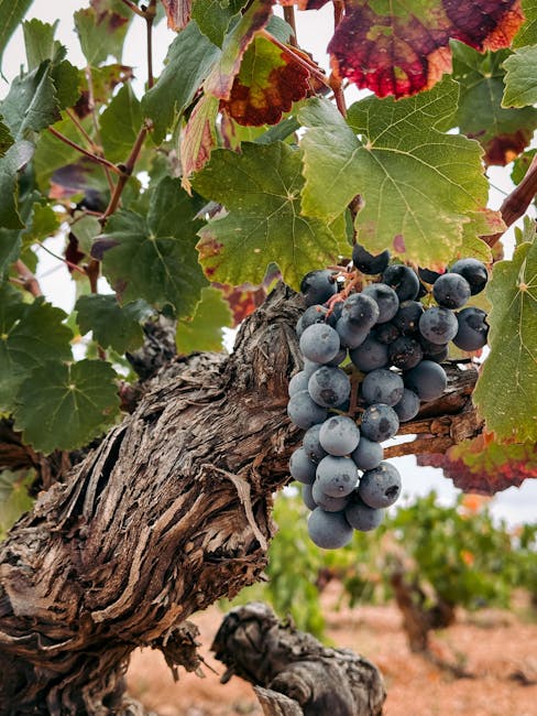 Vigneto vicino a Valencia durante la vendemmia