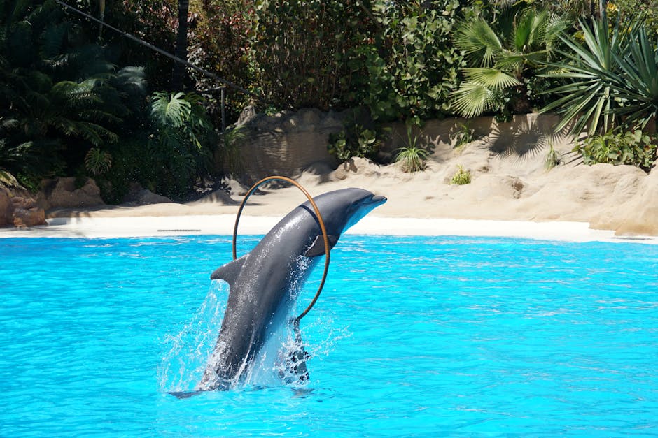 Spettacolo dei delfini all'Oceanogràfic con il pubblico