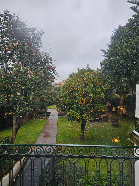 Rain-slick garden with orange tree and camellias behind iron railing, Porto