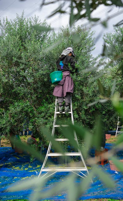 Arbeiders plukken olijven in de boomgaard van een quinta in de Algarve