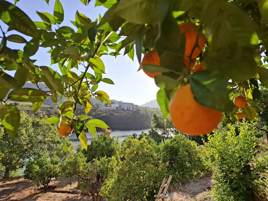 Zonsopgang boven sinaasappelgaarden bij een quinta op de Algarve