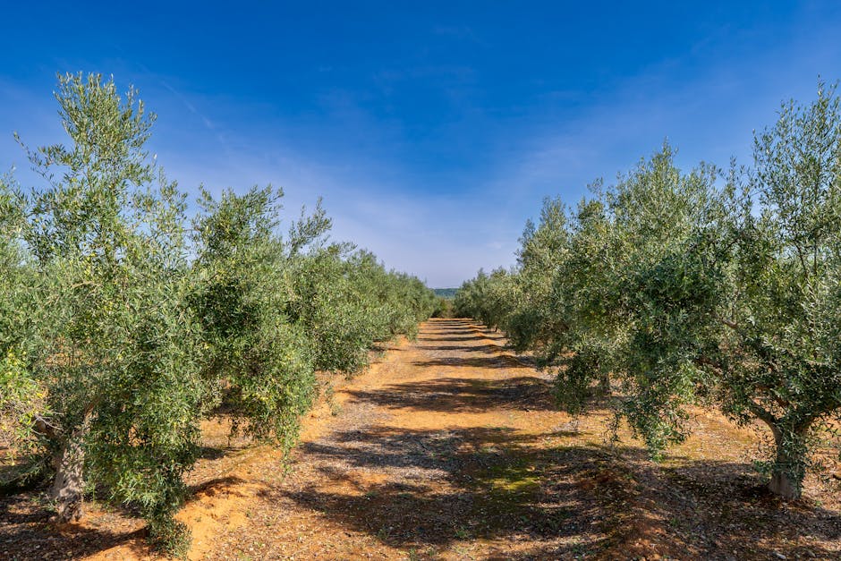 Olijfbomen bij een quinta-boerderij in het landelijke gebied van de Algarve