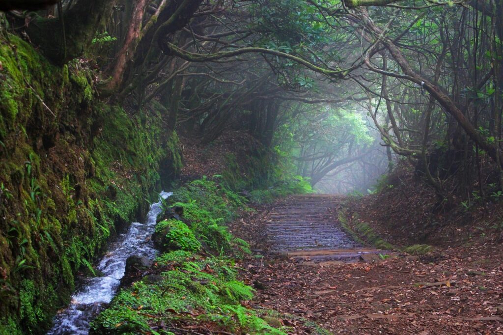 levada path with hikers in laurisilva forest