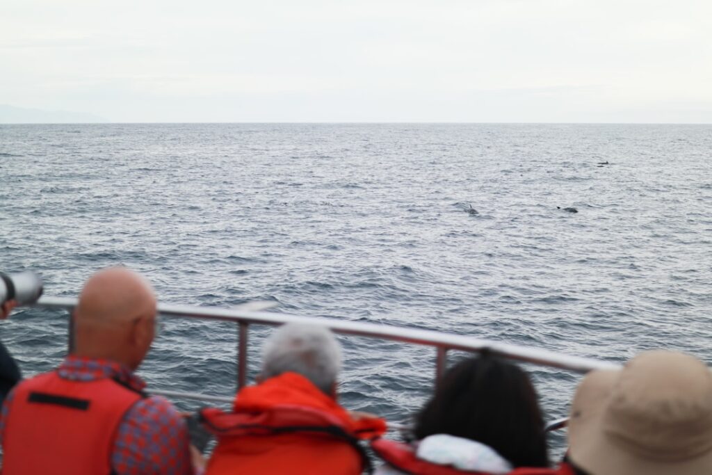 Wal- und Delfinbeobachtungsboot in der Marina von Funchal