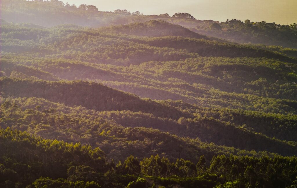 Sonnenaufgang über den Hügeln von Sintra mit Kiefernsilhouette