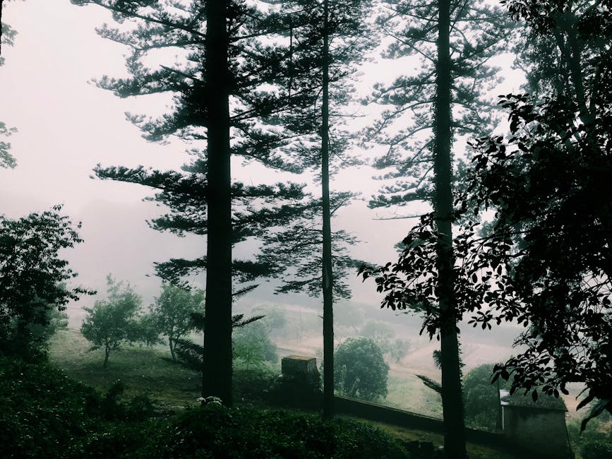 Panoramica mattutina delle colline nebbiose e della foresta di Sintra