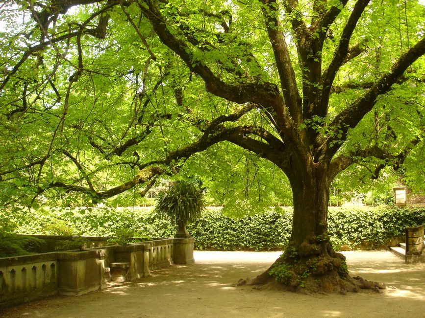 Ścieżka w Jardim Botânico Uniwersytetu w Coimbrze
