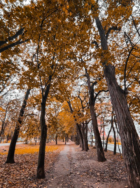 Viale alberato nel Park Praski in autunno
