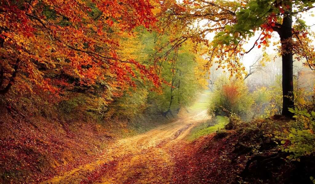 Autumn forest trail with colorful leaves in Wawer