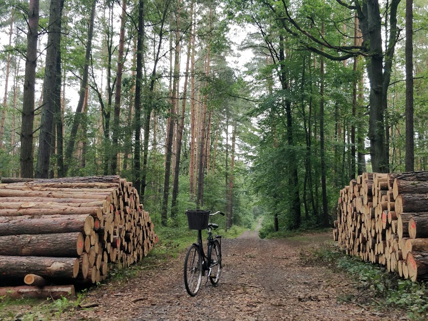 Forest cycling trail for mountain bikes in Wawer, Warsaw