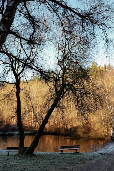 Seeufer mit Bäumen und Bank am frühen Morgen