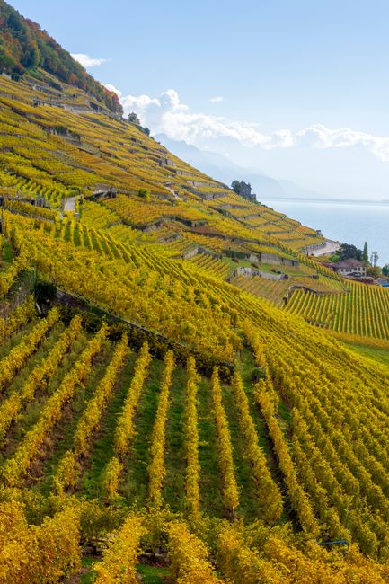 Winnice Lavaux jesienią